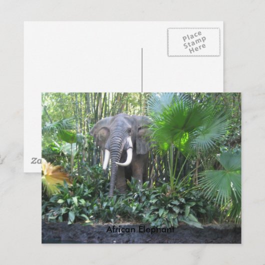 Carte postale éléphante (Devant / Derrière)