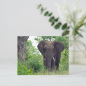 Carte postale éléphante (Debout devant)