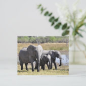 Carte postale éléphante (Debout devant)