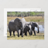 Carte postale éléphante (Devant / Derrière)