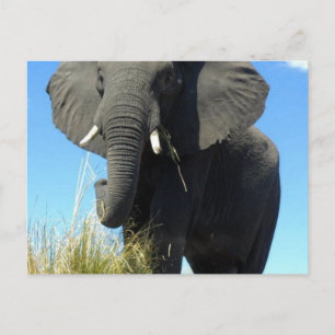 Carte Postale Eléphants