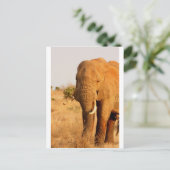 Carte Postale Eléphants (Debout devant)