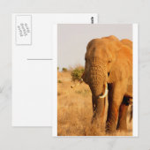 Carte Postale Eléphants (Devant / Derrière)