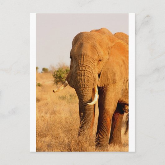 Carte Postale Eléphants (Devant)