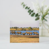 Carte postale Elephants (Debout devant)