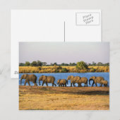 Carte postale Elephants (Devant / Derrière)
