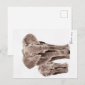 carte postale éléphants (Devant / Derrière)
