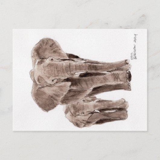 carte postale éléphants (Devant)