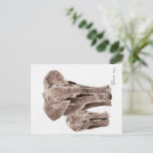 carte postale éléphants (Debout devant)