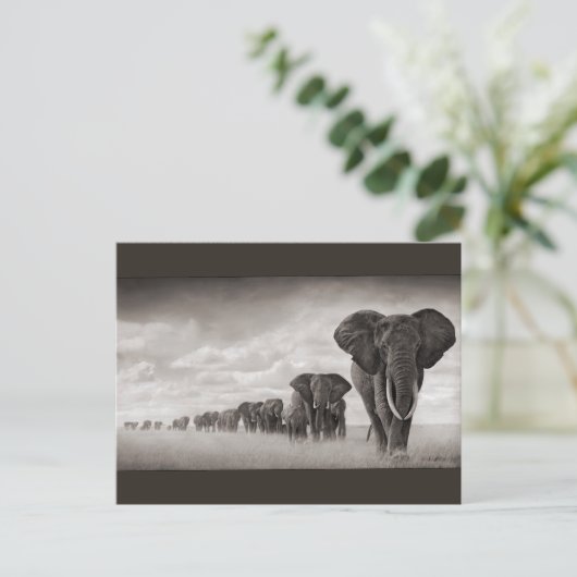 Carte Postale Eléphants (Debout devant)