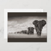 Carte Postale Eléphants (Devant / Derrière)