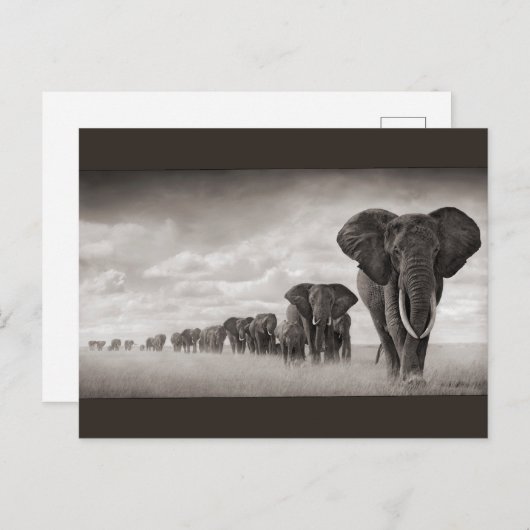 Carte Postale Eléphants (Devant / Derrière)