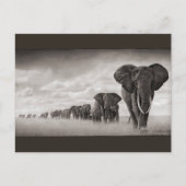 Carte Postale Eléphants (Devant)