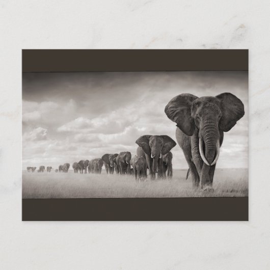 Carte Postale Eléphants (Devant)