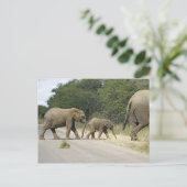 Carte Postale Éléphants (Debout devant)