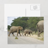 Carte Postale Éléphants (Devant / Derrière)