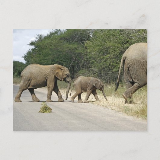 Carte Postale Éléphants (Devant)