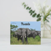 Carte Postale Éléphants à Kigali Rwanda (Debout devant)