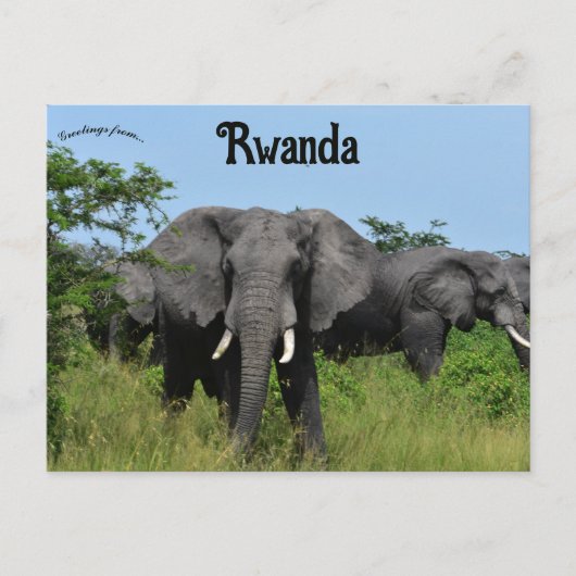 Carte Postale Éléphants à Kigali Rwanda (Devant)