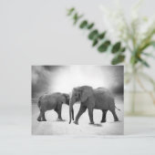 Carte Postale Eléphants africains (Debout devant)