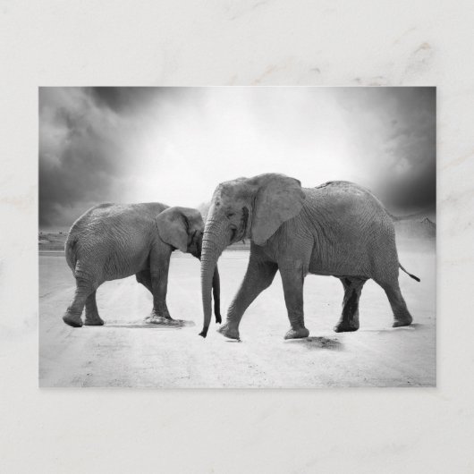 Carte Postale Eléphants africains (Devant)