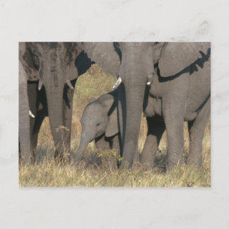 Carte Postale éléphants africains