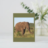 Carte Postale Eléphants africains (Debout devant)