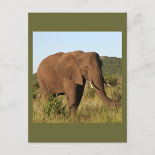 Carte Postale Eléphants africains