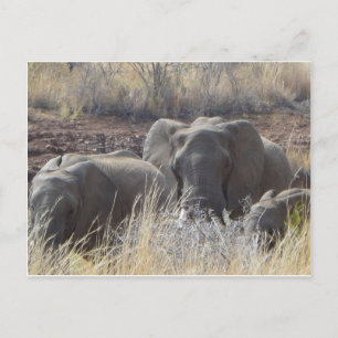 Carte Postale Eléphants africains