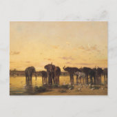 Carte Postale Eléphants africains (Devant)
