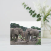 Carte Postale Eléphants africains (Debout devant)