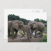 Carte Postale Eléphants africains (Devant / Derrière)