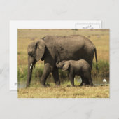 Carte Postale Eléphants africains (Devant / Derrière)