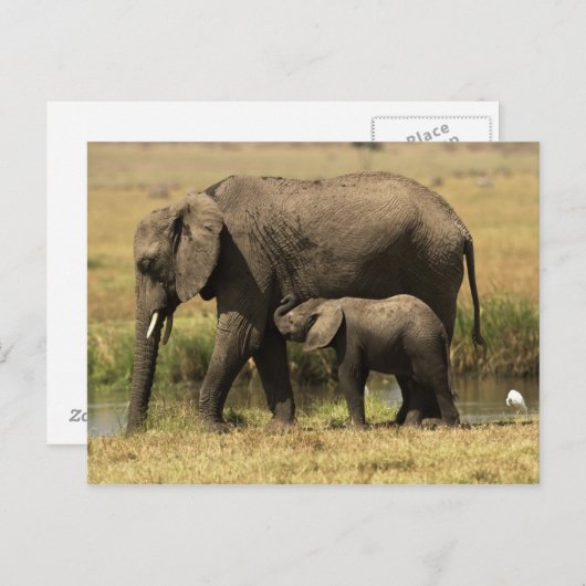 Carte Postale Eléphants africains (Devant / Derrière)
