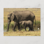 Carte Postale Eléphants africains (Devant)