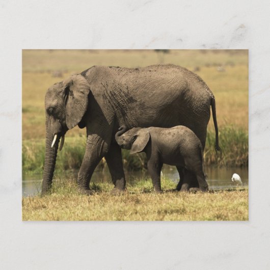 Carte Postale Eléphants africains (Devant)