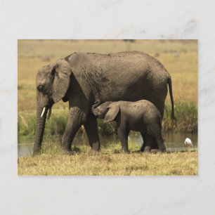 Carte Postale Eléphants africains