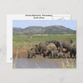 Carte Postale Eléphants africains (Devant / Derrière)