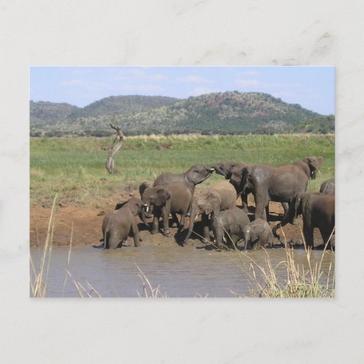 Carte Postale Eléphants africains (Devant)