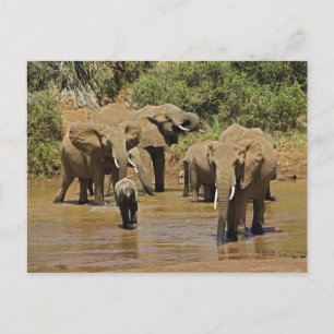Carte Postale Eléphants africains, Loxodonta Africana, Samburu