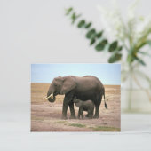 Carte Postale Eléphants africains - Petite infirmière de veau (Debout devant)