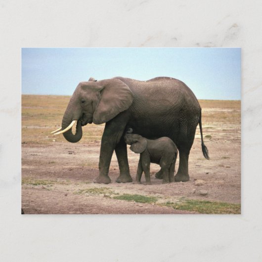 Carte Postale Eléphants africains - Petite infirmière de veau (Devant)