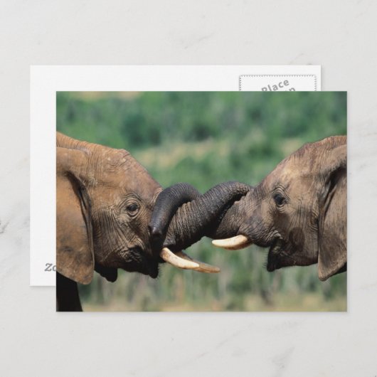 Carte Postale Eléphants amoureux (Devant / Derrière)