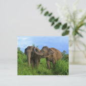 Carte Postale Éléphants asiatiques (Debout devant)