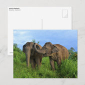 Carte Postale Éléphants asiatiques (Devant / Derrière)