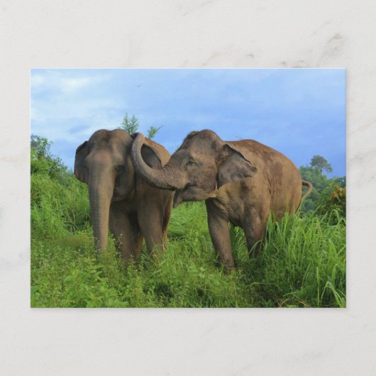 Carte Postale Éléphants asiatiques (Devant)