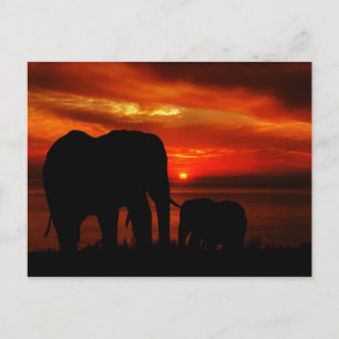 Carte Postale Eléphants au coucher du soleil