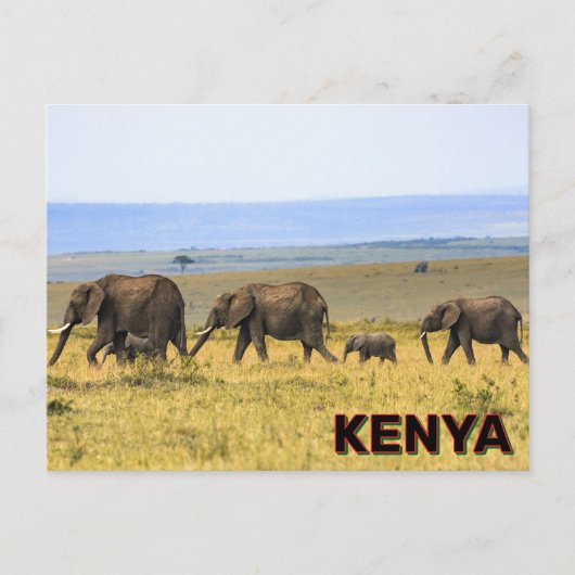 Carte Postale Eléphants Au Kenya (Devant)