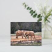 Carte Postale Éléphants d'Afrique (Debout devant)