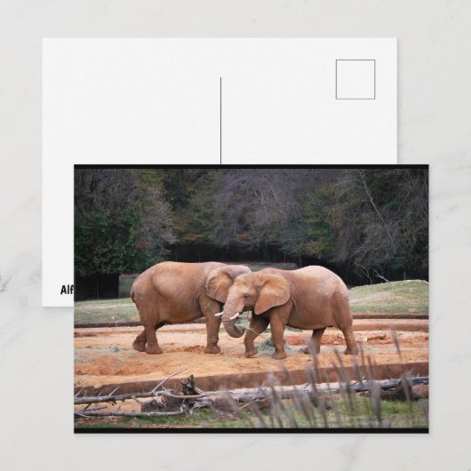 Carte Postale Éléphants d'Afrique (Devant / Derrière)